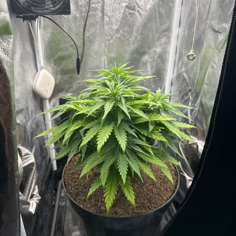 Royal Gorilla - Shanya growlog photo: Ab jetzt gießen von unten durch den Untersetzer. 
Ungefähr 4l passen rein. Jeweils mit PH von ca. 6,3 