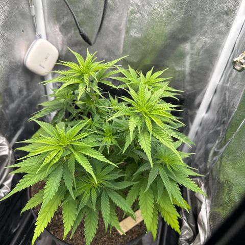 Royal Gorilla - Shanya growlog timeline photo