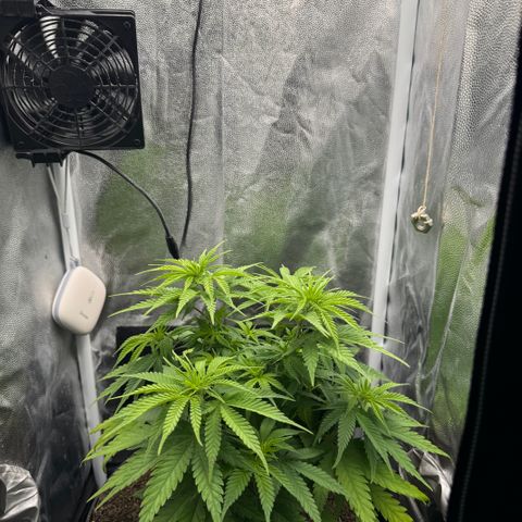 Royal Gorilla - Shanya growlog timeline photo