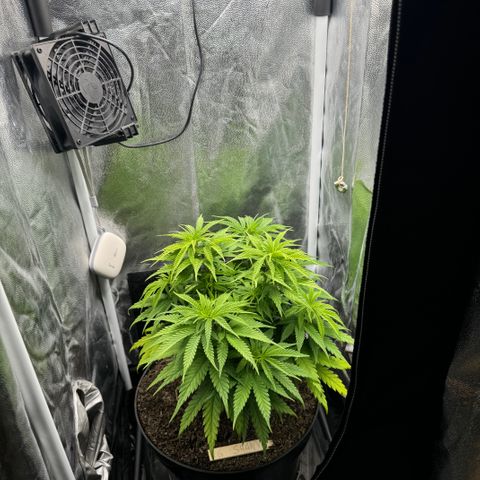 Royal Gorilla - Shanya growlog timeline photo