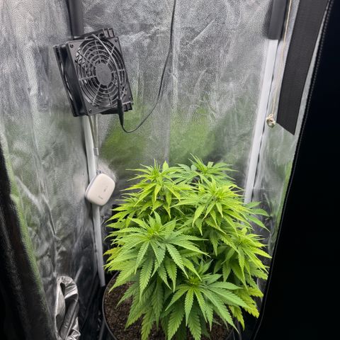 Royal Gorilla - Shanya growlog timeline photo