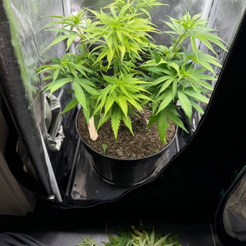 Royal Gorilla - Shanya growlog timeline photo