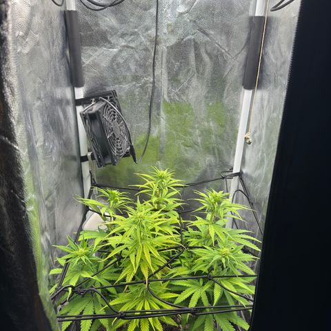 Royal Gorilla - Shanya growlog timeline photo