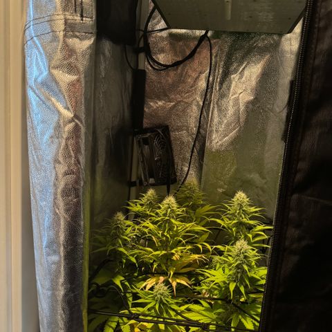 Royal Gorilla - Shanya growlog timeline photo