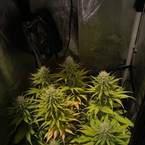 Royal Gorilla - Shanya growlog timeline photo