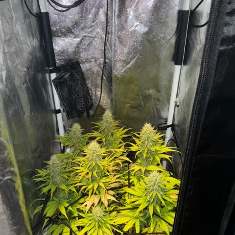 Royal Gorilla - Shanya growlog timeline photo