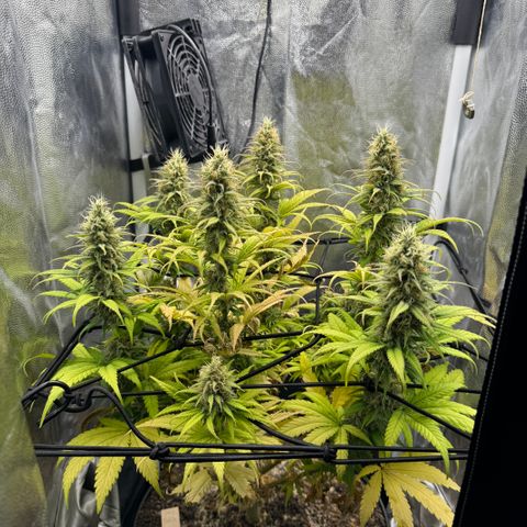 Royal Gorilla - Shanya growlog timeline photo