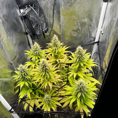 Royal Gorilla - Shanya growlog timeline photo