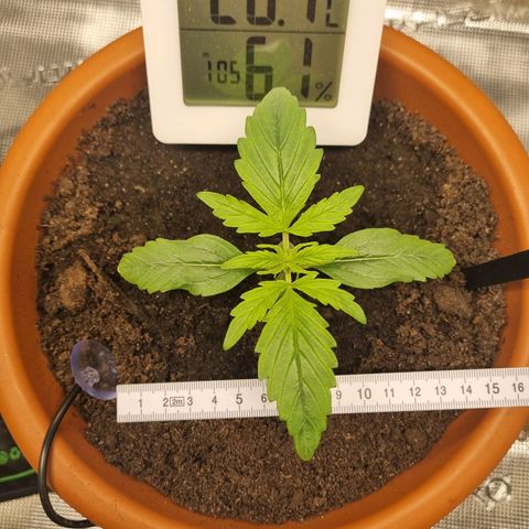 Bettii growlog timeline photo
