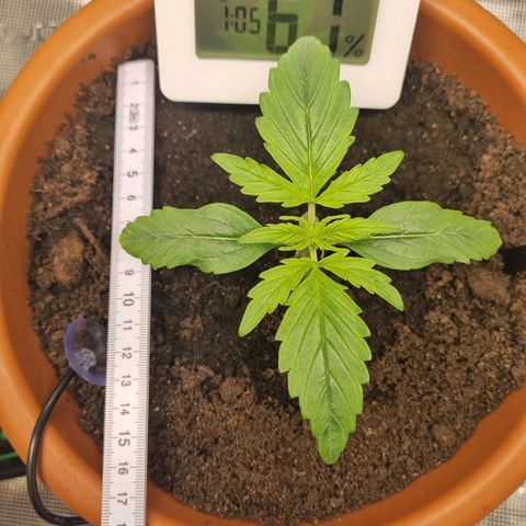 Bettii growlog timeline photo