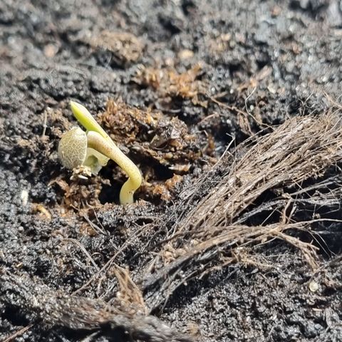 Bettii growlog timeline photo