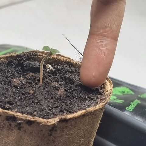 Bettii growlog timeline photo