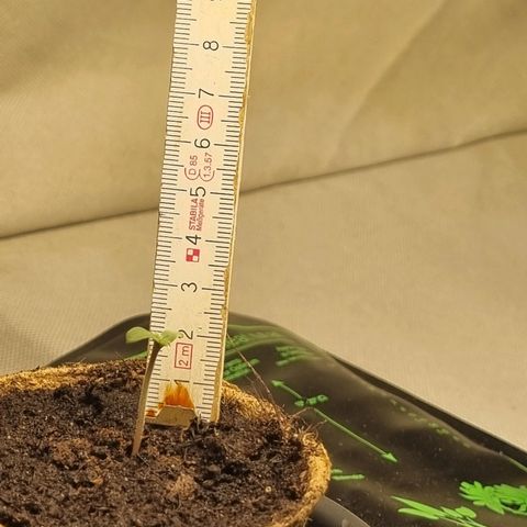 Bettii growlog timeline photo