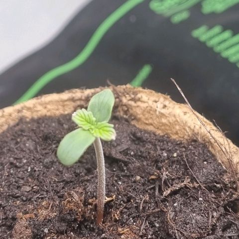 Bettii growlog timeline photo