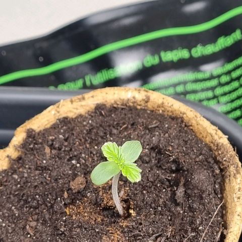 Bettii growlog timeline photo