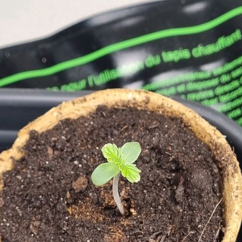 Bettii growlog timeline photo