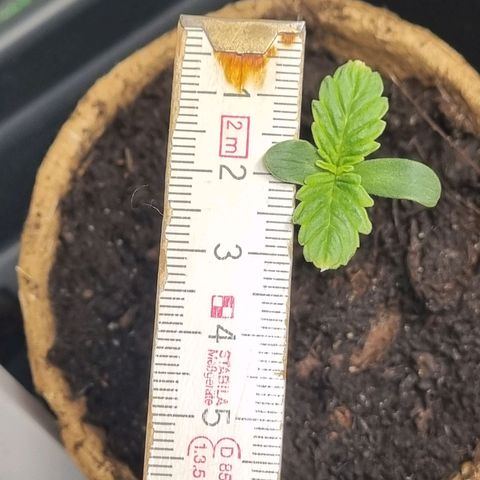 Bettii growlog timeline photo