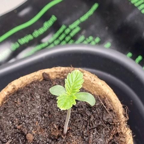 Bettii growlog timeline photo
