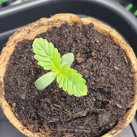 Bettii growlog timeline photo
