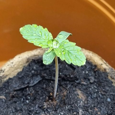 Bettii growlog timeline photo