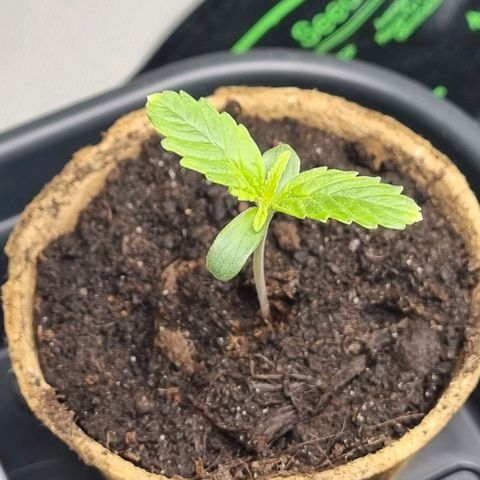 Bettii growlog timeline photo