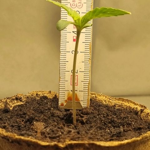 Bettii growlog timeline photo