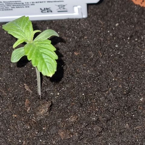 Bettii growlog timeline photo