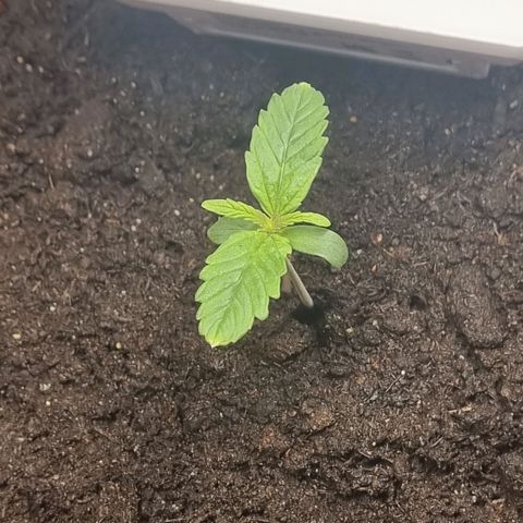 Bettii growlog timeline photo