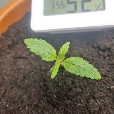Bettii growlog timeline photo