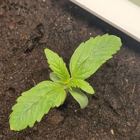 Bettii growlog timeline photo