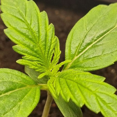 Bettii growlog timeline photo