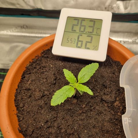 Bettii growlog timeline photo