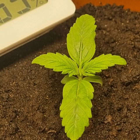 Bettii growlog timeline photo
