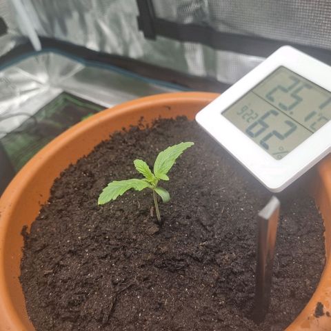 Bettii growlog timeline photo