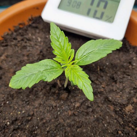 Bettii growlog timeline photo