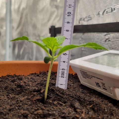 Bettii growlog timeline photo
