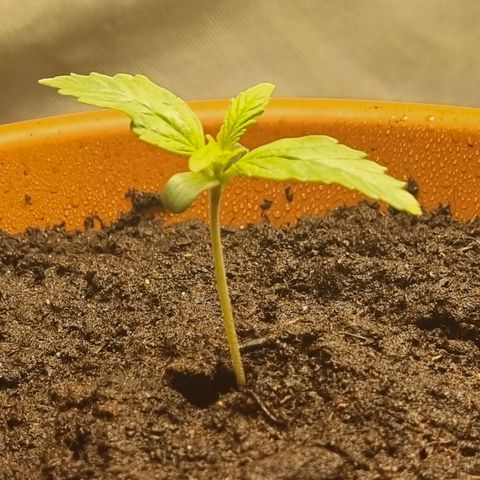 Bettii growlog timeline photo