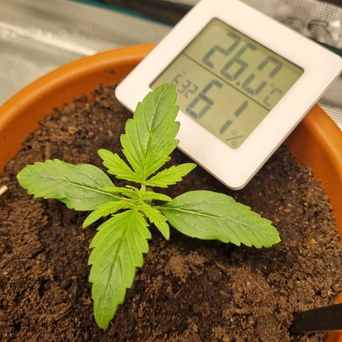Bettii growlog timeline photo