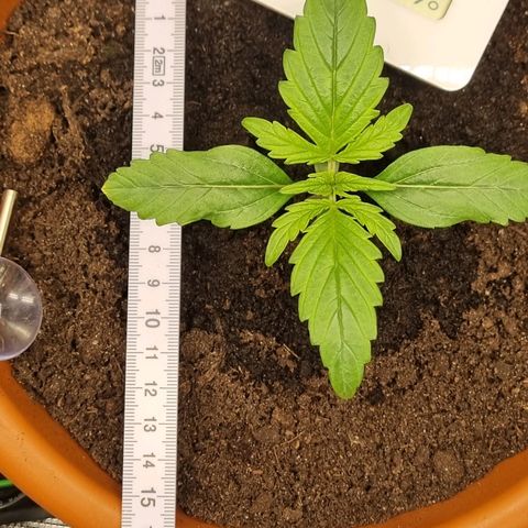 Bettii growlog timeline photo
