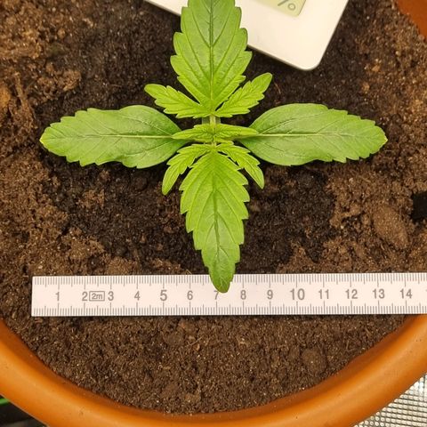 Bettii growlog timeline photo