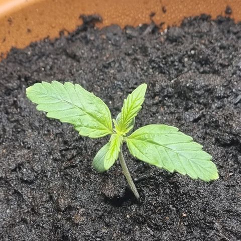 Bettii growlog timeline photo