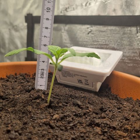 Bettii growlog timeline photo
