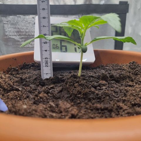 Bettii growlog timeline photo