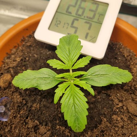 Bettii growlog timeline photo