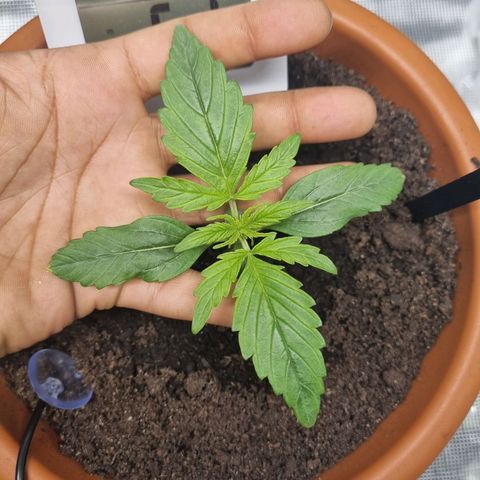 Bettii growlog timeline photo