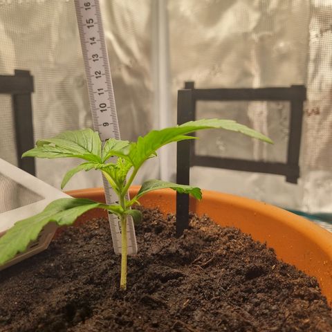 Bettii growlog timeline photo