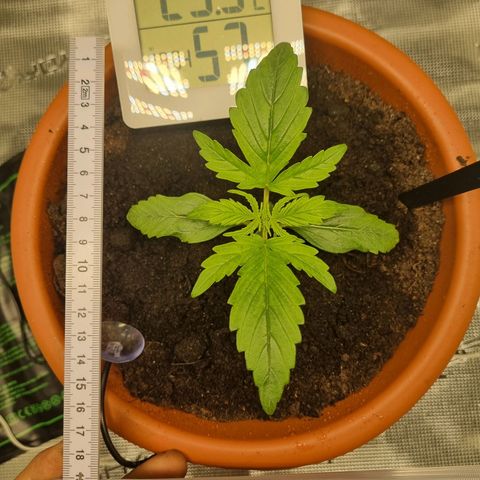 Bettii growlog timeline photo