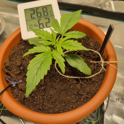 Bettii growlog photo: First tie-down in place for beginning of LST 