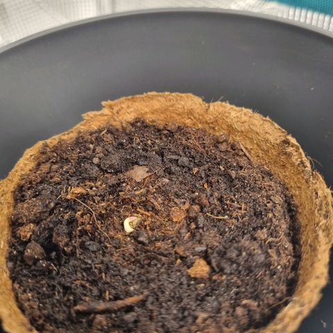 Melissa Bomb growlog timeline photo