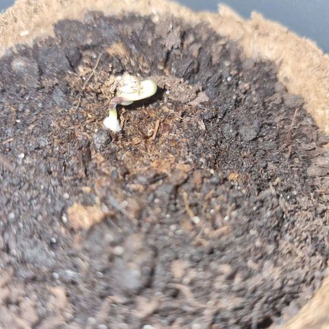 Melissa Bomb growlog timeline photo